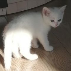 Подробнее об объявлении «Пропала кошка Норильск» Фото: пропала кошка  «Пропала кошка Норильск» в г. Норильск