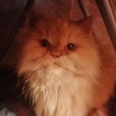 Подробнее об объявлении «Пропала кошка Калуга» Фото: пропала кошка  «Пропала кошка Калуга» в г. Калуга