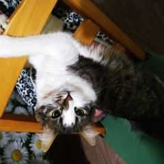 ����: ������� ����� ��������� ������-��������� ������� ����� �������� � �. �����-���������