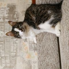 Подробнее об объявлении «Пропала кошка печеня Санкт-Петербург» Фото: пропала кошка Сибирская «Пропала кошка печеня Санкт-Петербург» в г. Санкт-Петербург