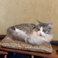 Подробнее об объявлении «Москва Пропала кошка пушка» Фото: пропала кошка  «Москва Пропала кошка пушка» в г. Москва