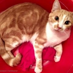 Подробнее об объявлении «Донецк Донецкая обл. Пропал кот персик 1 год» Фото: пропала кошка  «Донецк Донецкая обл. Пропал кот персик 1 год» в г. Донецк Донецкая обл.