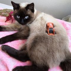 Подробнее об объявлении «Владивосток Пропала кошка» Фото: пропала кошка  «Владивосток Пропала кошка» в г. Владивосток