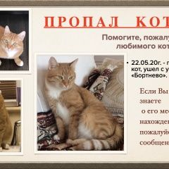Подробнее об объявлении «Пропал кот мо, пушкинский район, бортнево Софрино» Фото: пропала кошка  «Пропал кот мо, пушкинский район, бортнево Софрино» в г. Софрино