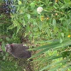 Подробнее об объявлении «Чехов Пропал кот шотландский» Фото: пропала кошка Скоттиш фолд (шотландская вислоухая) «Чехов Пропал кот шотландский» в г. Чехов