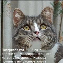 Подробнее об объявлении «Пропал кот. Новосибирск» Фото: пропала кошка  «Пропал кот. Новосибирск» в г. Новосибирск