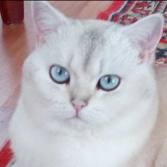 Подробнее об объявлении «Апрелевка Пропала кошка» Фото: пропала кошка Британская длинношерстная «Апрелевка Пропала кошка» в г. Апрелевка