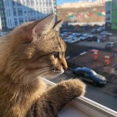 ����: ������� �����  ���� ������� ����� ������������ ������ � �. ���