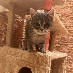 Подробнее об объявлении «Пропал кот Санкт-Петербург» Фото: пропала кошка  «Пропал кот Санкт-Петербург» в г. Санкт-Петербург