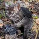 Подробнее об объявлении «Ангарск Пропала кошка (кот, серый)» Фото: пропала кошка  «Ангарск Пропала кошка (кот, серый)» в г. Ангарск