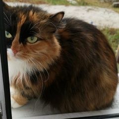 Подробнее об объявлении «Сургут Пропала кошка» Фото: пропала кошка  «Сургут Пропала кошка» в г. Сургут