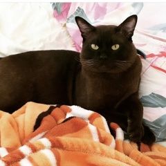 Подробнее об объявлении «Чехов Пропал кот» Фото: пропала кошка Бурманская короткошерстная «Чехов Пропал кот» в г. Чехов