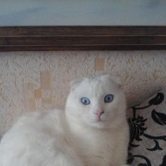Подробнее об объявлении «Волгоград Пропала кошка котик 3 года» Фото: пропала кошка  «Волгоград Пропала кошка котик 3 года» в г. Волгоград