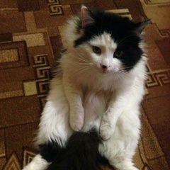 Подробнее об объявлении «Казань Пропал котик» Фото: пропала кошка  «Казань Пропал котик» в г. Казань