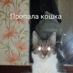 Подробнее об объявлении «Пропала кошка Набережные Челны» Фото: пропала кошка  «Пропала кошка Набережные Челны» в г. Набережные Челны