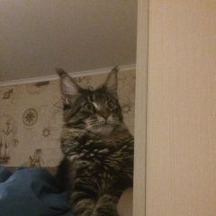 Подробнее об объявлении «Саратов Пропала кошка меин кун» Фото: пропала кошка Мейн-кун «Саратов Пропала кошка меин кун» в г. Саратов