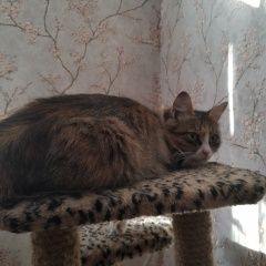 Подробнее об объявлении «Электроугли Пропала кошка.. у сбербанка» Фото: пропала кошка Курильский бобтейл «Электроугли Пропала кошка.. у сбербанка» в г. Электроугли