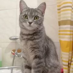 Подробнее об объявлении «Пропала кошка Сочи» Фото: пропала кошка  «Пропала кошка Сочи» в г. Сочи