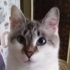 ����: ������� �����  ������� ������� ����� � �. ������