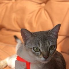 Подробнее об объявлении «Истра Пропал кот» Фото: пропала кошка Сингапурская «Истра Пропал кот» в г. Истра