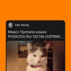 Подробнее об объявлении «Пропал кот любимец семьи Миасс» Фото: пропала кошка  «Пропал кот любимец семьи Миасс» в г. Миасс