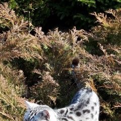 Подробнее об объявлении «Химки Пропал кот» Фото: пропала кошка Британская короткошерстная «Химки Пропал кот» в г. Химки