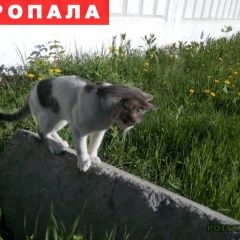 Подробнее об объявлении «Нижний Новгород Пропал кот» Фото: пропала кошка  «Нижний Новгород Пропал кот» в г. Нижний Новгород