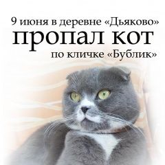 Подробнее об объявлении «Истра Пропал кот» Фото: пропала кошка Скоттиш фолд (шотландская вислоухая) «Истра Пропал кот» в г. Истра