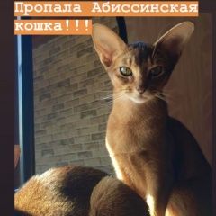 Подробнее об объявлении «Пропала кошка абиссинская кошка, Мариинск» Фото: пропала кошка Абиссинская «Пропала кошка абиссинская кошка, Мариинск» в г. Мариинск