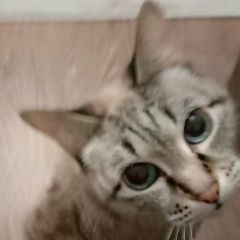 Подробнее об объявлении «Пропала кошка Тюмень» Фото: пропала кошка  «Пропала кошка Тюмень» в г. Тюмень