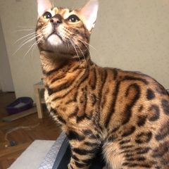 Подробнее об объявлении «Москва Пропал кот» Фото: пропала кошка Бенгальская «Москва Пропал кот» в г. Москва