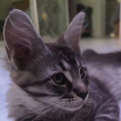 Подробнее об объявлении «Москва Пропала кошка котенок» Фото: пропала кошка Мейн-кун «Москва Пропала кошка котенок» в г. Москва
