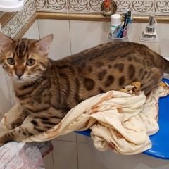 Подробнее об объявлении «Сургут Пропала кошка бенгальский кот» Фото: пропала кошка Бенгальская «Сургут Пропала кошка бенгальский кот» в г. Сургут