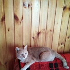 Подробнее об объявлении «Пропал кот марсик Солнечногорск» Фото: пропала кошка  «Пропал кот марсик Солнечногорск» в г. Солнечногорск