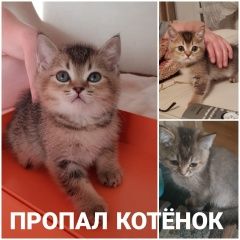 Подробнее об объявлении «Пропал кот Ростов-на-Дону» Фото: пропала кошка  «Пропал кот Ростов-на-Дону» в г. Ростов-на-Дону