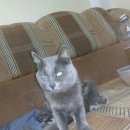 Подробнее об объявлении «Улан-Удэ Пропал кот» Фото: пропала кошка Британская короткошерстная «Улан-Удэ Пропал кот» в г. Улан-Удэ