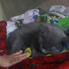 Подробнее об объявлении «Пермь Пропала кошка котенок» Фото: пропала кошка Русская голубая «Пермь Пропала кошка котенок» в г. Пермь