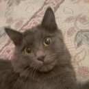 Подробнее об объявлении «Москва Пропала кошка пожалуйста, помогите(((» Фото: пропала кошка  «Москва Пропала кошка пожалуйста, помогите(((» в г. Москва