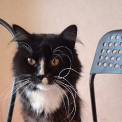 Подробнее об объявлении «Пропал кот. Алексин» Фото: пропала кошка  «Пропал кот. Алексин» в г. Алексин