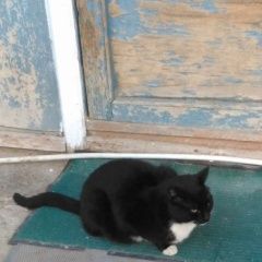 Подробнее об объявлении «Астрахань Пропал кот марсик, 8 лет» Фото: пропала кошка  «Астрахань Пропал кот марсик, 8 лет» в г. Астрахань