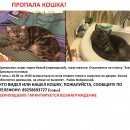 Подробнее об объявлении «Москва Пропала кошка» Фото: пропала кошка Британская короткошерстная «Москва Пропала кошка» в г. Москва
