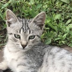 Подробнее об объявлении «Ульяновск Пропал кот» Фото: пропала кошка  «Ульяновск Пропал кот» в г. Ульяновск