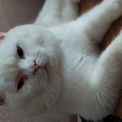 Подробнее об объявлении «Пропал кот Череповец» Фото: пропала кошка Британская короткошерстная «Пропал кот Череповец» в г. Череповец