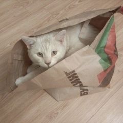 Подробнее об объявлении «Пропала кошка кот комарово Тюмень» Фото: пропала кошка  «Пропала кошка кот комарово Тюмень» в г. Тюмень