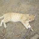 Подробнее об объявлении «Пропал кот рыжий кот васька года Оренбург» Фото: пропала кошка  «Пропал кот рыжий кот васька года Оренбург» в г. Оренбург