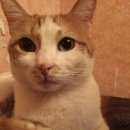 Подробнее об объявлении «Пропал кот Реутов» Фото: пропала кошка  «Пропал кот Реутов» в г. Реутов