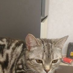 Подробнее об объявлении «Пропала кошка промысловый проезд Оренбург» Фото: пропала кошка  «Пропала кошка промысловый проезд Оренбург» в г. Оренбург