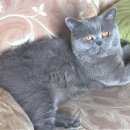 Подробнее об объявлении «Пропал кот в селе березово Кемерово» Фото: пропала кошка Британская короткошерстная «Пропал кот в селе березово Кемерово» в г. Кемерово