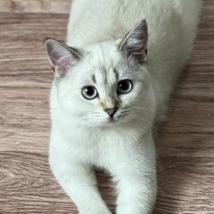 Подробнее об объявлении «Пропала кошка Ростов-на-Дону» Фото: пропала кошка  «Пропала кошка Ростов-на-Дону» в г. Ростов-на-Дону