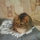 Подробнее об объявлении «Иваново Пропала кошка трехцветная ласковая, кличка мышка» Фото: пропала кошка  «Иваново Пропала кошка трехцветная ласковая,...» в г. Иваново